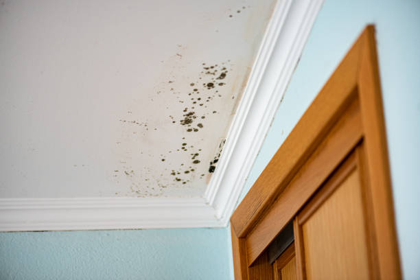 Why You Should Choose Our Mold Remediation Services in Kent Estates, IA